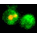 eGFP Annexin V and PI Apoptosis Kit (100 rxns)
